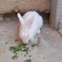 خرگوش
