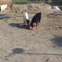 دوتا ماده بز ۳ ماهه درشت و خیلی اروم