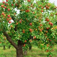 باغ درآخر شبستر ورودی تسوج