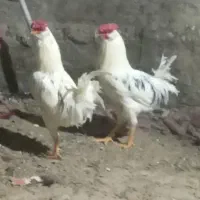 فروش چند عدد بوقلمون و خروس|حیوانات مزرعه|خنداب, |دیوار