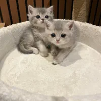 گربه بیریتیش نر|گربه|لاهیجان, امیرشهید|دیوار