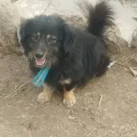 سگ پاکوتاه نژاد دارنربفروش میرسدشاه توله