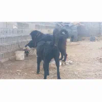 واگزاری نر ولاس|سگ|رودشت (اصفهان), |دیوار