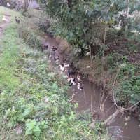 حیوانات خانگی|حیوانات مزرعه|سنگر, |دیوار