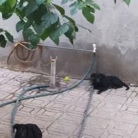 واگذاری سگ