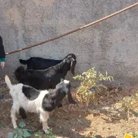 بزغاله نروماده