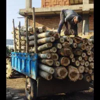 بالاترین خرید چوب و درخت باغی نقدی 7000|خدمات باغبانی و درختکاری|گرگان, |دیوار