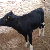 گوساله ماده ۸ ماهه ازنسل شیری|حیوانات مزرعه|سراوان, |دیوار