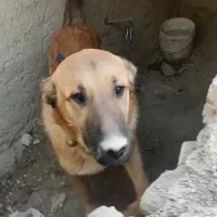 سگ خراسانی|سگ|شیروان (خراسان), |دیوار