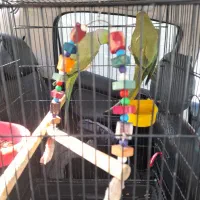 فروش طوطی دست آموز|پرنده|بندر انزلی, عباس آباد|دیوار