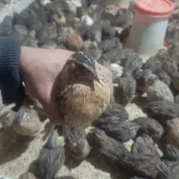 بلدرچین جوان برای اماده برای تخم گذاری یا کشار