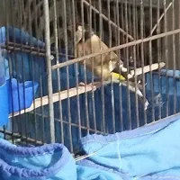 سهره ماده|پرنده|کوهدشت, |دیوار