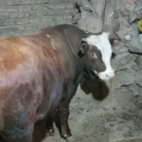 گاوه نره گوشتی سمنتال