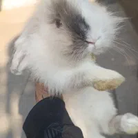 خرگوش لوپ و انگول|موش و خرگوش|تهران, سلسبیل شمالی|دیوار