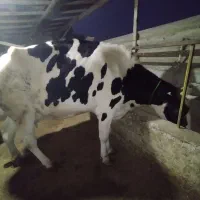 گاو گوشتی|حیوانات مزرعه|شفت, |دیوار