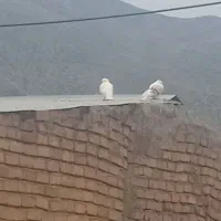 نباتی