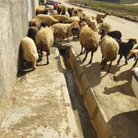 24عددمیش وبره درجه یک،