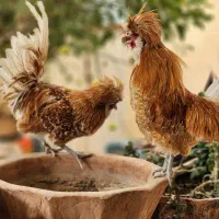 دو عدد خروس لهستانی|حیوانات مزرعه|حمیدیا, |دیوار