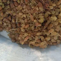 کشمش|خوردنی و آشامیدنی|قوچان, |دیوار