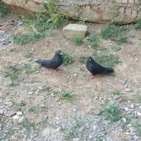 کبوتر