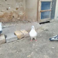کبوتر