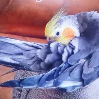 عروس هلندی گمشده،به یابنده مژدگانی داده میشود