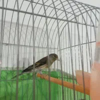 سهره قناری نر جوانه|پرنده|ساوه, |دیوار