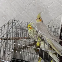 عروس هلندی|پرنده|آبیک, |دیوار