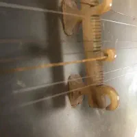 تار شاهرخ