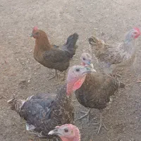 بوقلمون  برنز|حیوانات مزرعه|ساوه, |دیوار