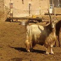 فروش نر بز|حیوانات مزرعه|بوئین زهرا, |دیوار