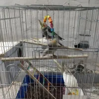 عروس پاریس یا هلندی