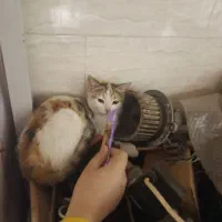 واگذاری بچه گربه ۵ماهه