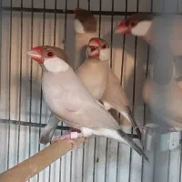 نرگس شکلاتی و بنگالی