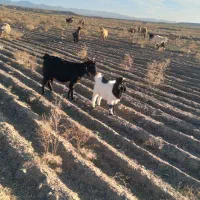 بز زاییده|حیوانات مزرعه|تربت جام, جامرود|دیوار