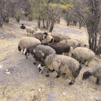 21راس‌میش‌ابسن‌و‌زاییده|حیوانات مزرعه|رودشت (چهارمحال و بختیاری), |دیوار