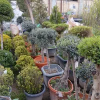 زیتون پایه دار