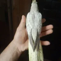 عروس هلندی|پرنده|اردبیل, |دیوار