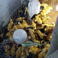 جوجه کاکلی، گردن لخت و اردک ورامینی، جوجه بوقلمون
