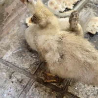 جوجه قوغاز