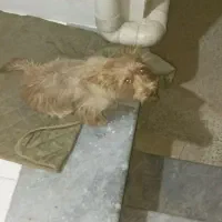 سگ پاکوتاه|سگ|گنبد کاووس, |دیوار