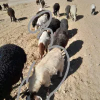 بزغاله شیرکن  و تخم دار ماستر