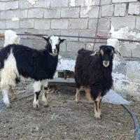 حیوانات مزرعه