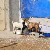 دو عدد کهر نر