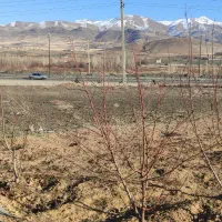 کرایه زمین ۱۰۰۰ متری اتوبان ساحلی