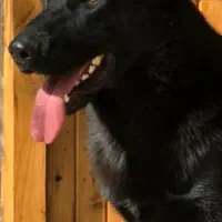 ژرمن بلک شولاین