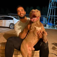 پیتبول سگ نگهبان