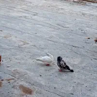 نر و ماده تهرانی