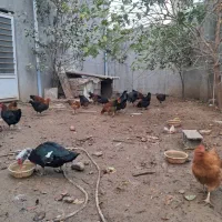 مرغ و خروس محلی|حیوانات مزرعه|گالیکش, |دیوار