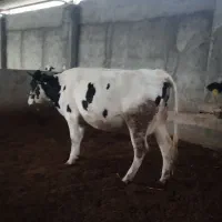 گاو شکم اول نخلی|حیوانات مزرعه|نجفآباد, یزدانشهر|دیوار